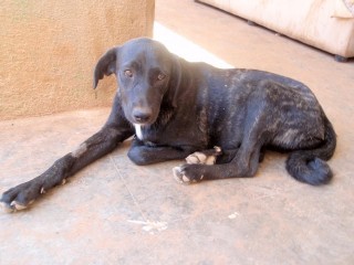 femmie c3 2462-366-9